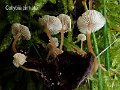 Collybia cirrhata-amf482-1